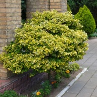 Trzmielina Fortune'a Emerald Gold Euonymus fortunei C 3 30-50cm Dwubarwna