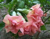 Brugmansia datura,Cozy Lebeau