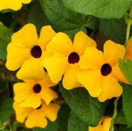 ROŚLINA PNĄCA Thunbergia alata Sunny Susy GOLD