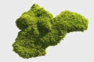 mech naturalny leśny dekoracyjny płaty do terrarium las w słoiku XXL