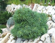 DOSŁOWNIE ZAKRĘCONA Sosna wejmutka 'Squiggles' C5