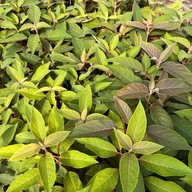Hortensja kosmata 'Hot Chocolate' Hydrangea aspera