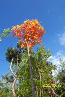 Azalia żylistek pieris biuszcz kiwi figa dereń perukowiec leszczyna inna