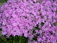 Floks Szydlasty Jasny Róż Bylina Sadzonka P9