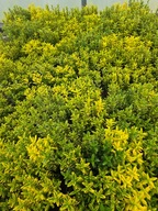 Trzmielina japońska 'Microphyllus Aureovariegatus'