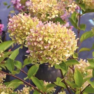 Hortensja bukietowa Romantic Ace