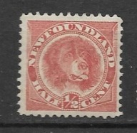 Nowa Fundlandia x N405 fauna pies MH VF