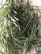 Naturalne Sosnowe igły sosny 100% naturalne świeże 500g zioła