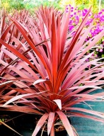 KORDYLINA AUSTRALIJSKA CZERWONA CORDYLINE RED STAR SADZONKA