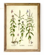 ZIOŁA, reprint grafiki, MIĘTA RÓŻNE GATUNKI, obraz vintage do kuchni A3