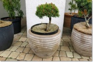 Pinus mugo Gnom WB - Miniatura !!!