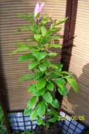 Magnolia warkoczowa fioletowa barwna szczepiona wąska inna