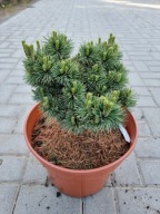 Sosna drobnokwiatowa Pinus parviflora 'Kiyomatsu' NA BIG BONSAI