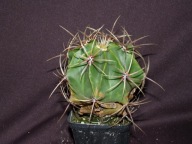 Kaktusy: Ferocactus histrix Gm 1024