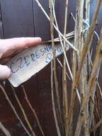 Czereśnia Regina 150 cm - 180 cm. Pakiet 5 sztuk