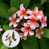 Plumeria rubra (Frangipani) kwiat lei 5 nasion +instrukcja wysiewu i uprawy