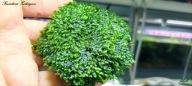 Fissidens sp. Zolingeri 15 gałązek od fibell