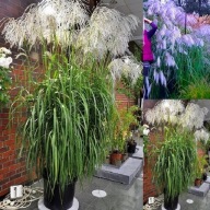 MISKANT CHIŃSKI MEMORY OD ROLNIKA - 1 KŁĄCZE