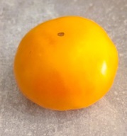 Pomidor Zolotoi Samorodok/ Złoty Samorodek (517) nasiona kolekcjonerskie