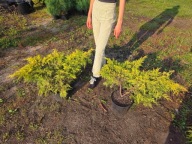 Jałowiec old Gold 90cm