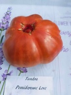 Pomidor Tundra nasiona kolekcjonerskie