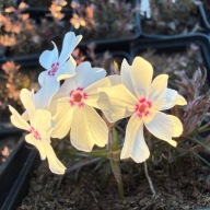 Floks szydlasty wiosenny płożący phlox subulata "Amazing Grace"