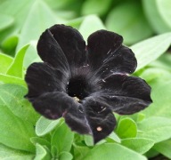 Petunia czarna Ray Black ZWISAJĄCA