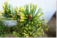 Pinus mugo 'Golden Flash' - !!! !!! !!!