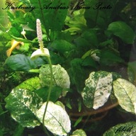 Anubias Nana Pinto kolekcja fibell