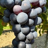 Winogrono BEZPESTKOWE -STELLA granatowa deserowa odmiana