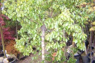 Brzoza kulista karłowa na taras ambrowiec wiąz buk lipa dąb platan inna