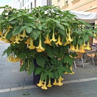BRUGMANSIA,DATURA -żółto-pomarańczowa+3 nasiona lili lotosu