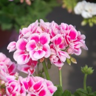 Pelargonia zonale Grandeur Classic White Splash