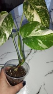 Monstera borsigiana variegata small form
