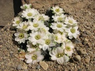 Kaktus ,Rebutia, Mediolobivia eratensis