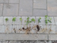 BUKSZPAN wieczniezielony ŻYWOPŁOT kup 1 otrzymasz 3 sztuki !!!