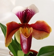 storczyk paphiopedilum sabotek