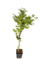 Klon palmowy "Silhouette", kolumnowy, 70-90 cm