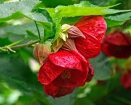 Abutilon,klonik o czerwonych kwiatach