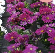 Stokrotka Afrykańska Osteospermum FlowerPower Purple SŁONECZNE KWIATY