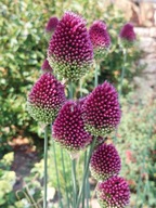 Czosnek główkowaty w doniczce sadzonka p9 mrozoodporny 10 cm wieloletni