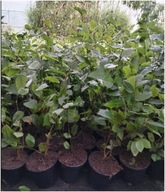 PROMOCJA Grab zwyczajny na żywopłot sadzonka w pojemniku 50 cm p11 na ALEJE