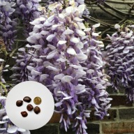 Wisteria sinensis – glicynia chińska | 5 nasion + instrukcja wysiewu