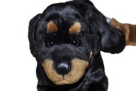 pluszak maskotka pies piesek szczeniak cudny Rottweiler