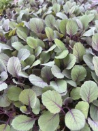 Kapusta Czerwona SADZONKA -rozsada zestaw 10 sztuk