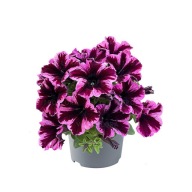 Petunia hybrida Space Pink