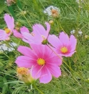 Kosmos Onętek Cosmos nasiona 5g z OGRODU CZAROWNICY