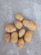 Ziemniaki jadalne QUEEN ANNE - Królowa Anna - Królowa Smaku