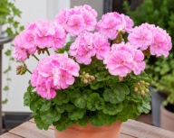 Piekna Pelargonia stojaca rabatowa różowa ,sadzonka w pojemniku P11.