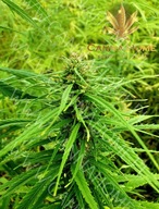 Herbata konopna EXTRA STRONG 5% susz 100g cannabis sativa CBD CBG 100% EKO